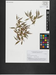 Foto von Salix alba L.